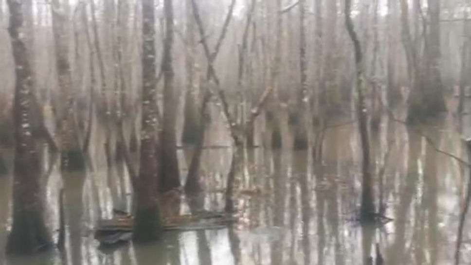 The cypress swamps surrounding Gryphon's Nest